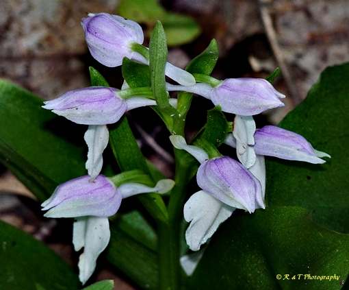 {Galearis spectabilis}